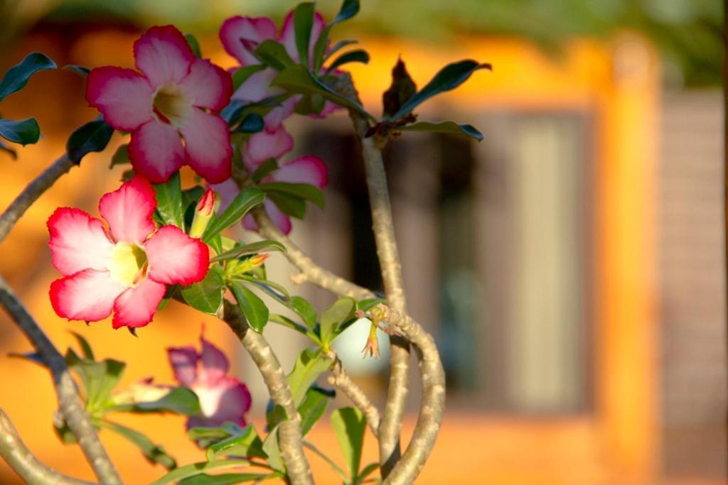 Thaton Hill Resort Mae Ai Exterior photo